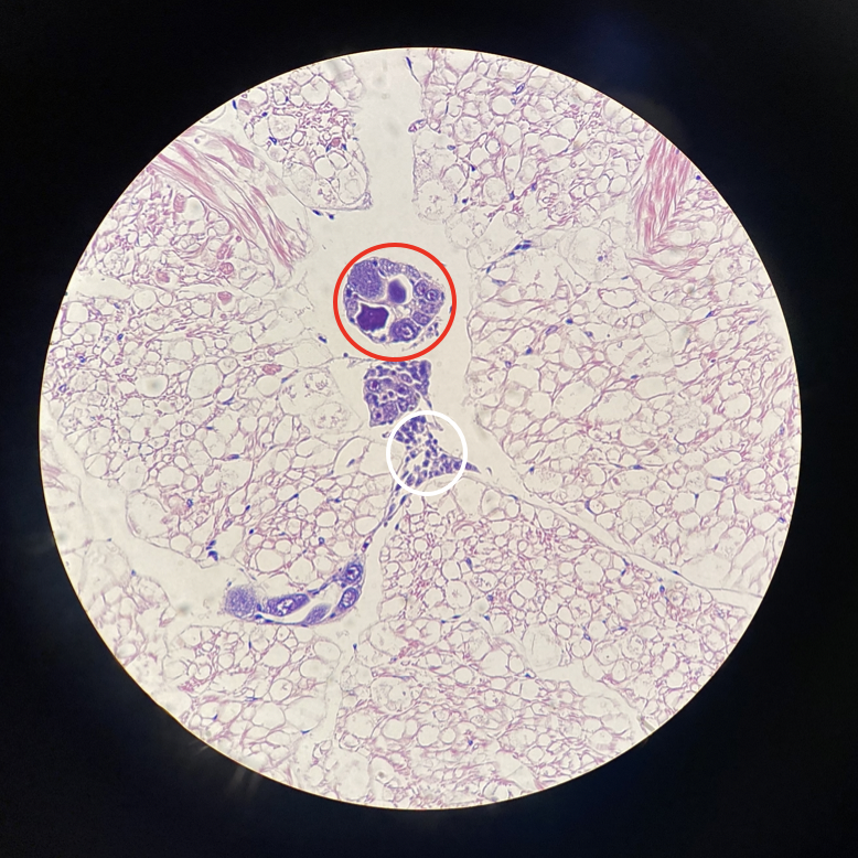 Cockle stage 1 gonad, underdeveloped, male circled white and female circled red.