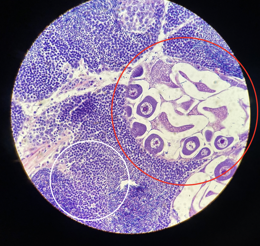 Cockle stage 2 gonad, developing, male circled white and female circled red.
