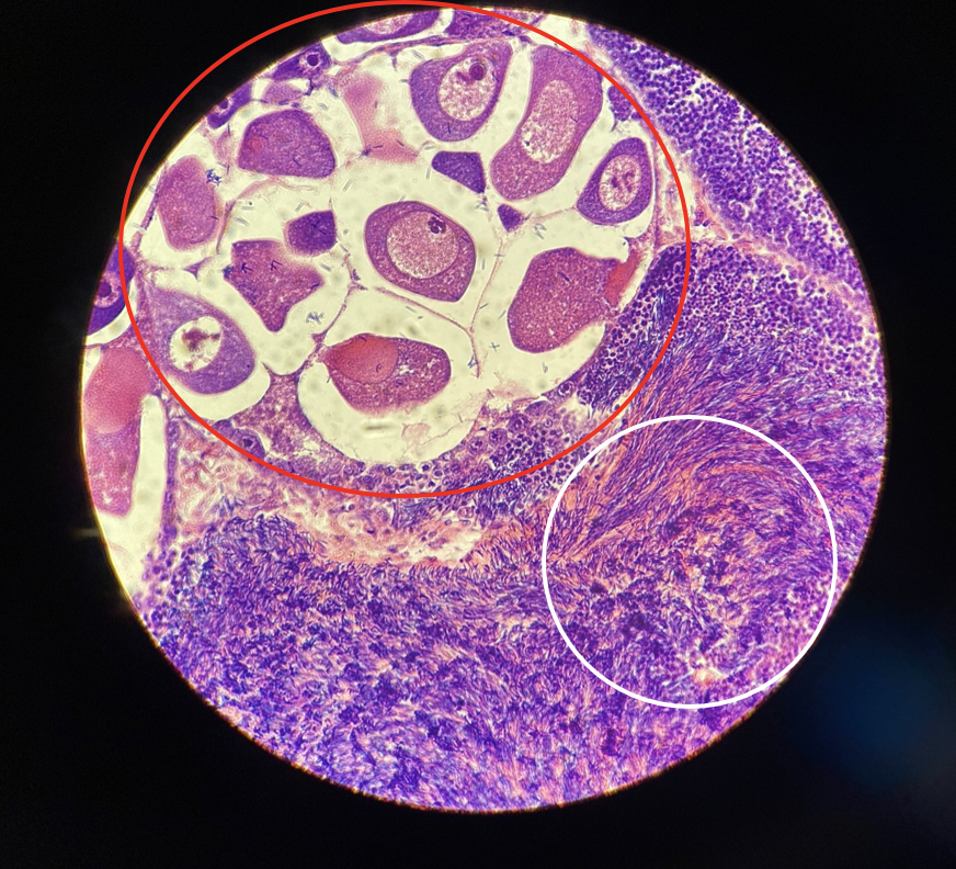 Cockle stage 3 gonad, developed, male circled white and female circled red.