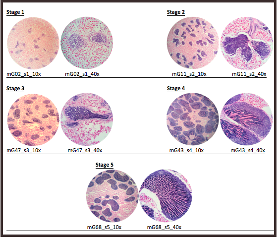 Composite of geoduck male gonad histology, stages 1 through 5, each shown at 10x and 40x.