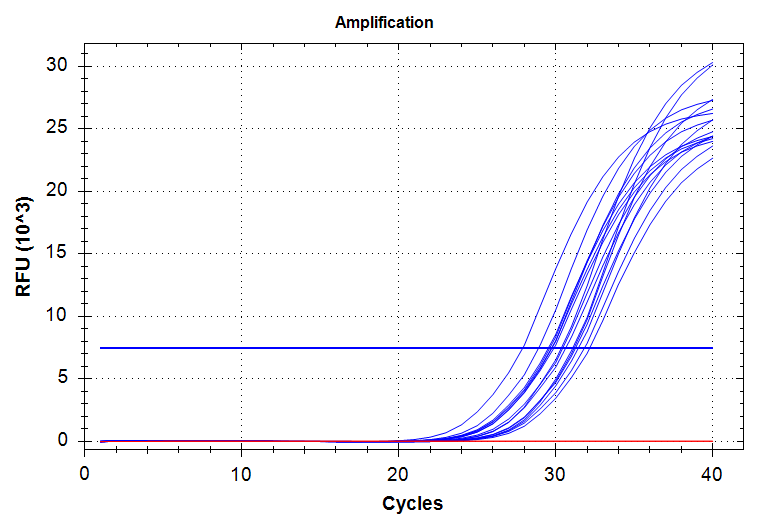 Cg_HSP70 amplification plot