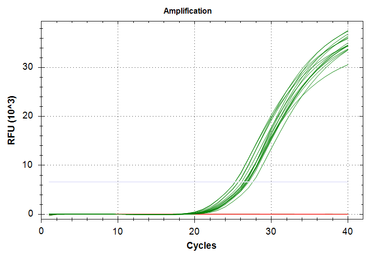 Cg_HSP90 amplification plot