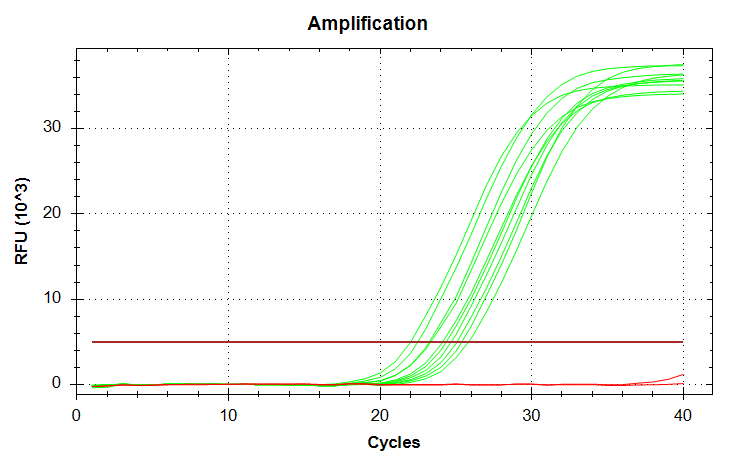 Cg_Actin amplification plot
