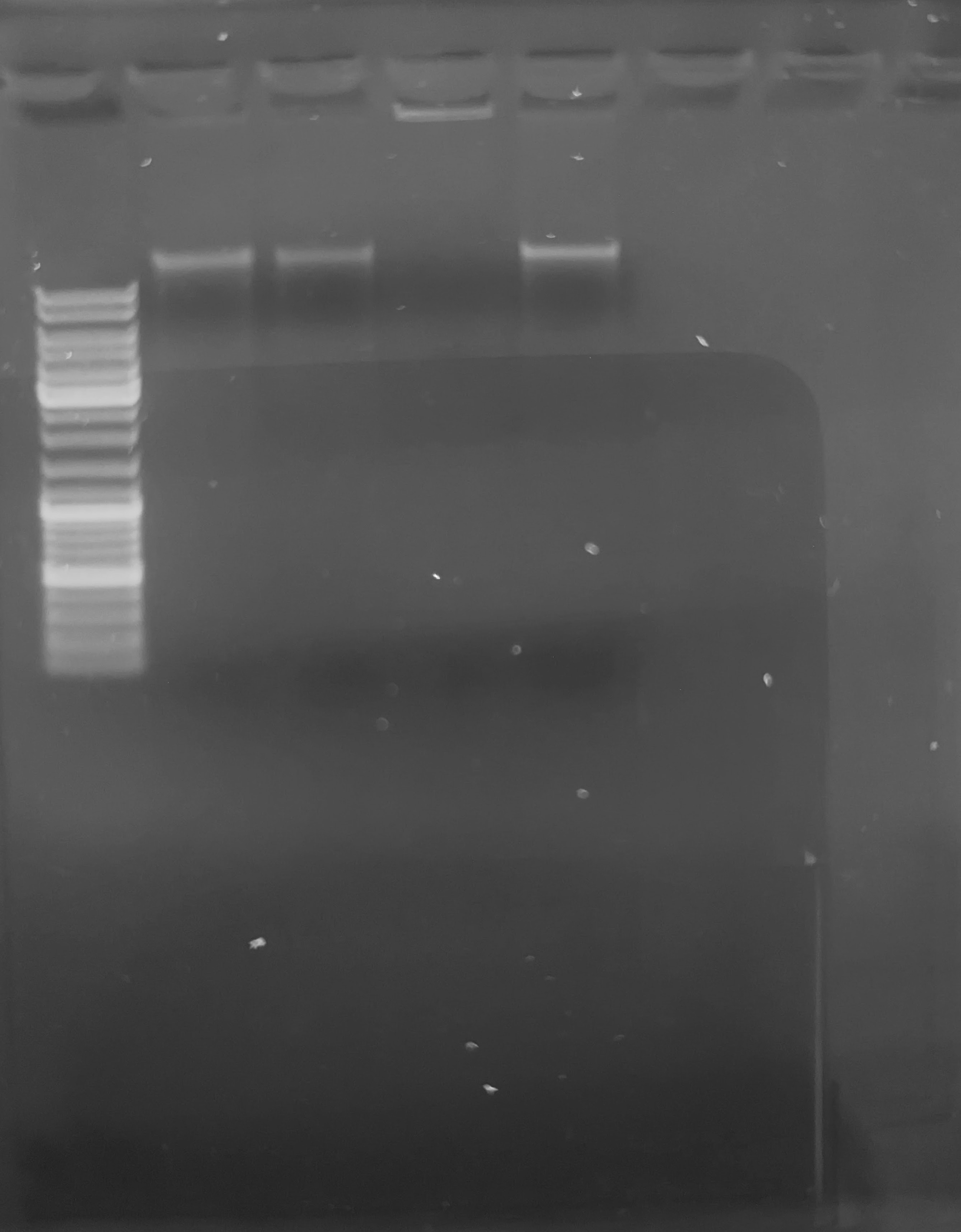 Gel image showing DNA ladder and high molecular weight bands for each of the four samples run. Sample 65B in Lane 4 appears to have a remarkably high band that has barely left the well.