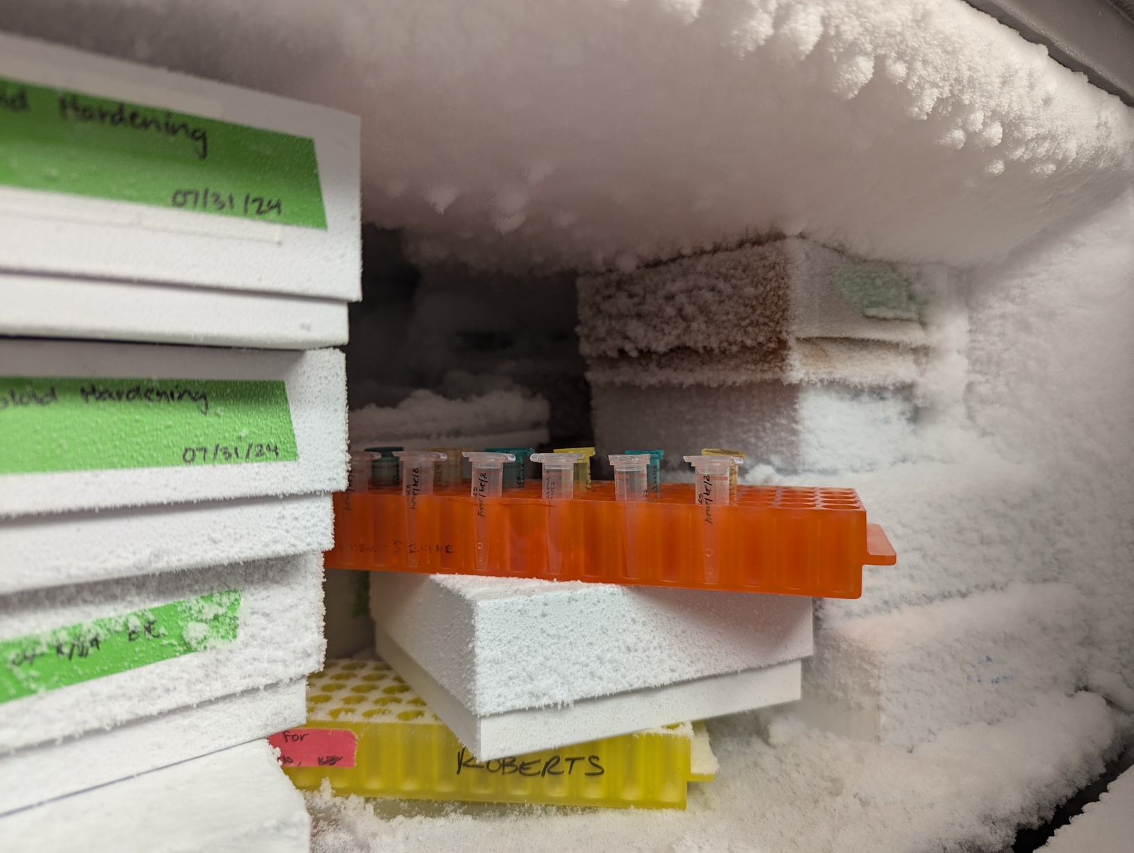 DNA and RNA tubes in orange tube rack on top shelf of middle -80<sup>o</sup>C freezer.